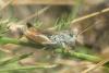 Omocestus antigai bellmanni
